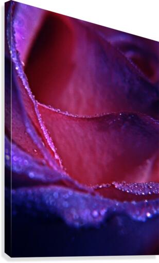 Rose Canvas Print