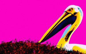 Pop Pelican