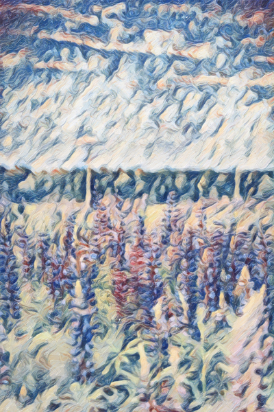 A Field of Bluebonnets by aiddia