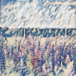A Field of Bluebonnets