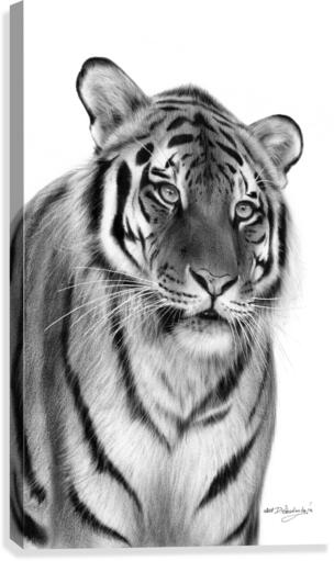 Tiger  Canvas Print