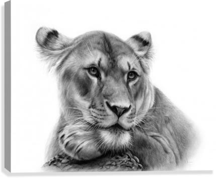 Lioness Canvas Print