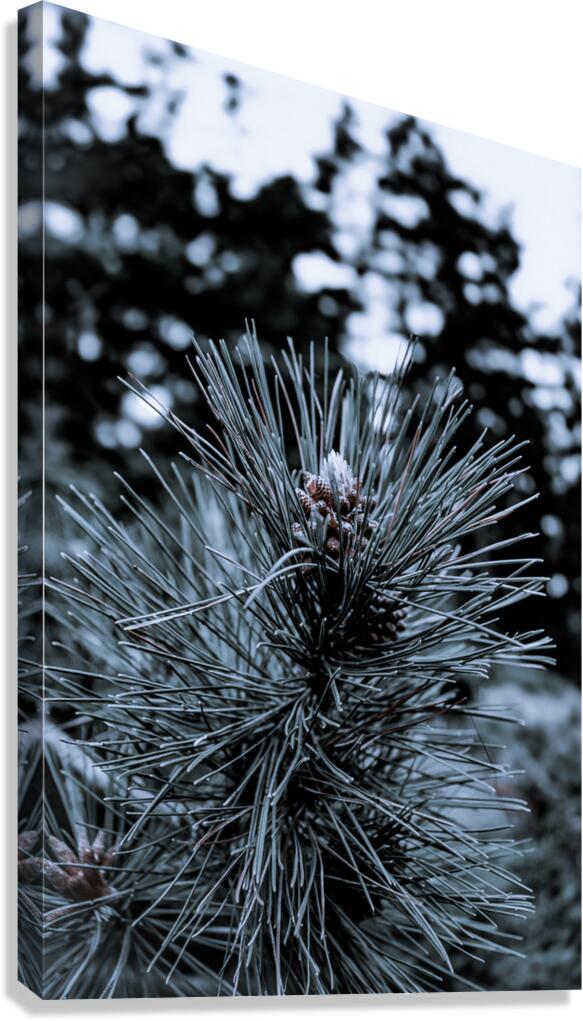 Cedar Pine Canvas Print