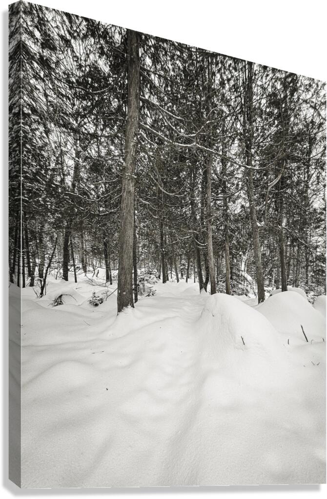 Winter Through The Trees Canvas Print