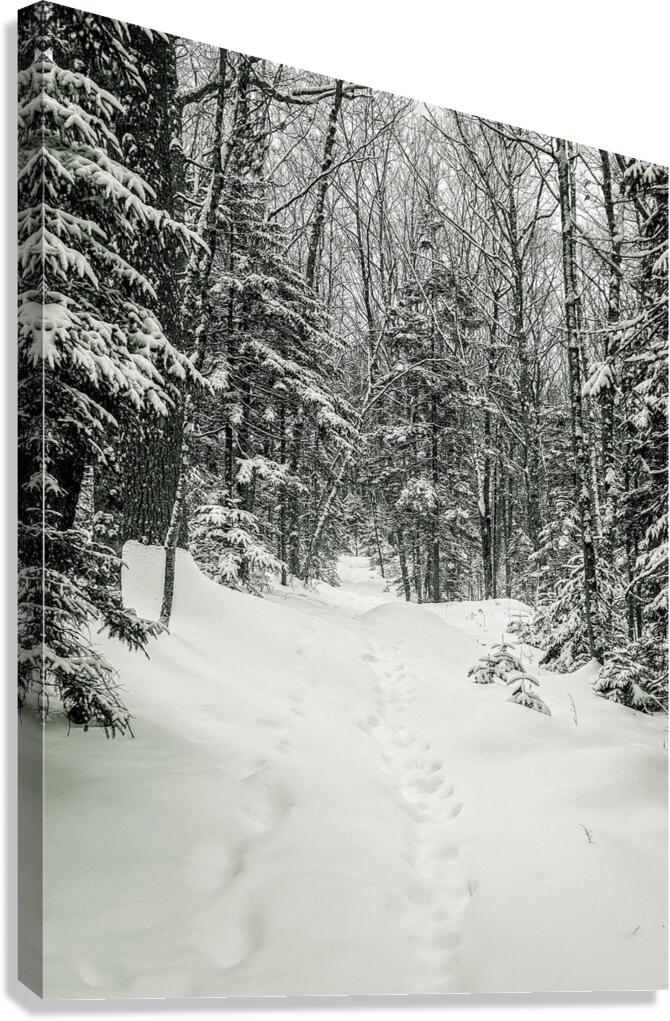 The Snow Path Canvas Print