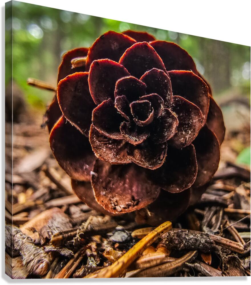The Pine Cone  Canvas Print
