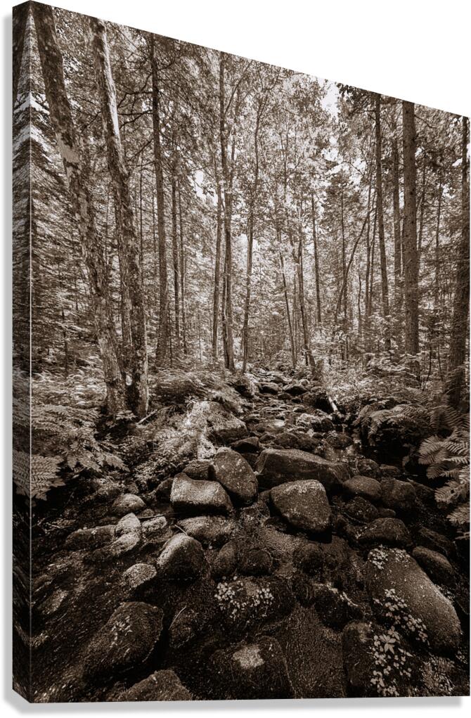 The Forest  Canvas Print