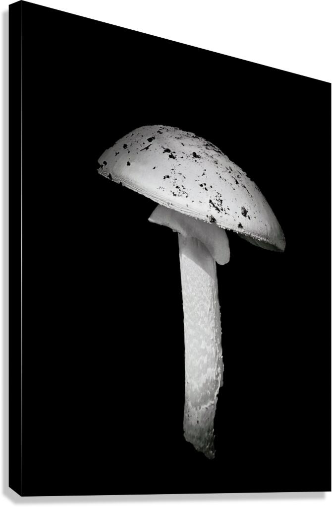 White Cap  Canvas Print