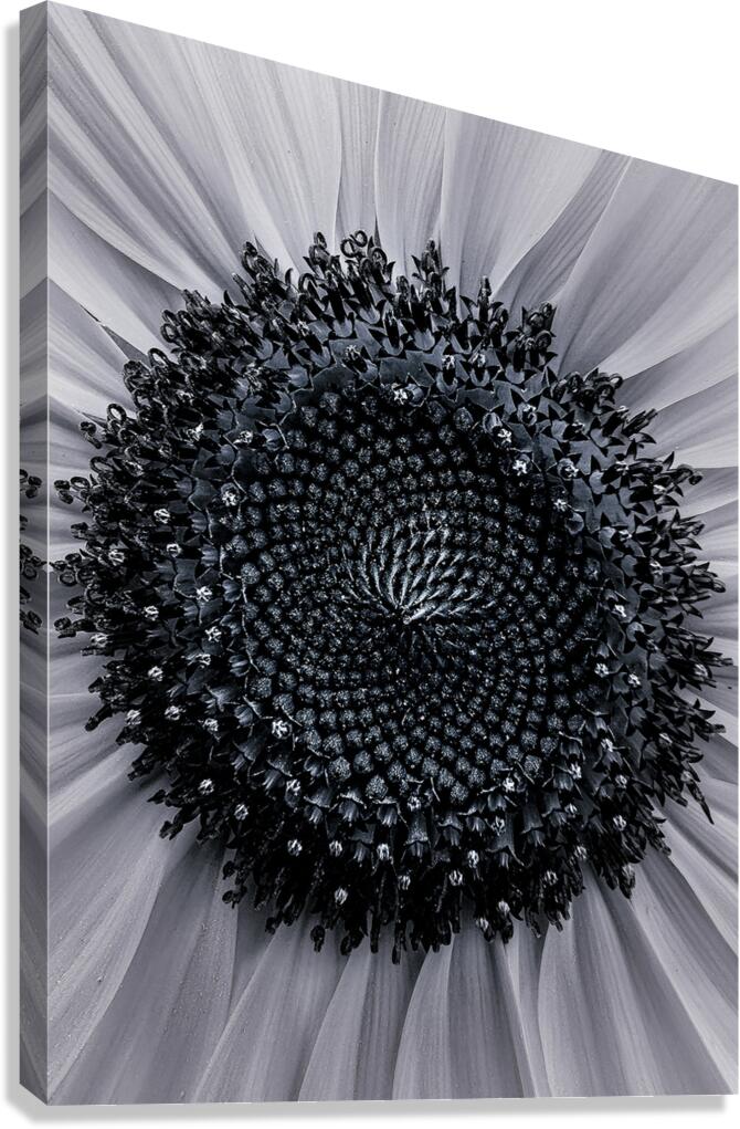 Spiraling Sun  Canvas Print