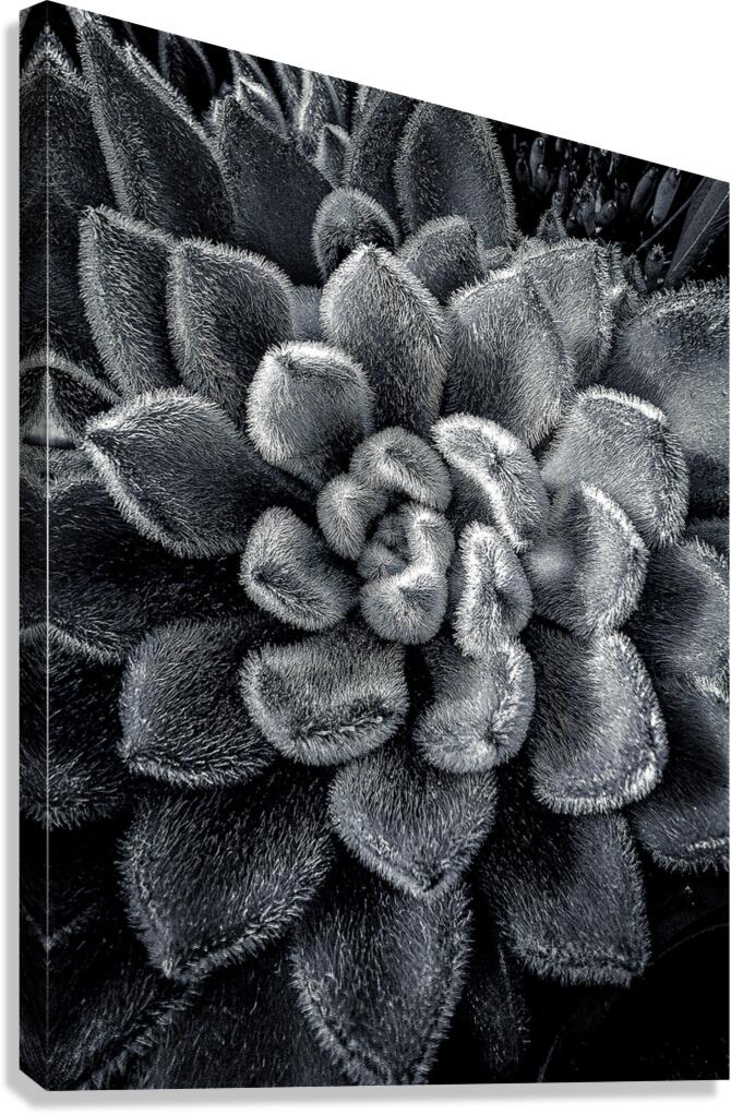 Mexican Firecracker Canvas Print