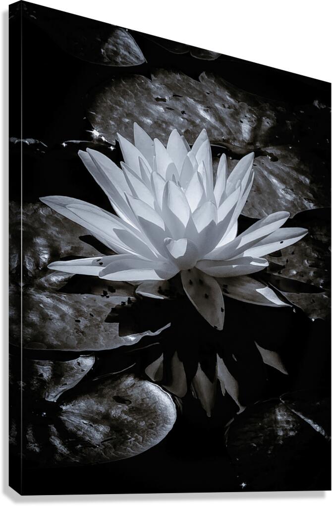 Resting Lilly Canvas Print