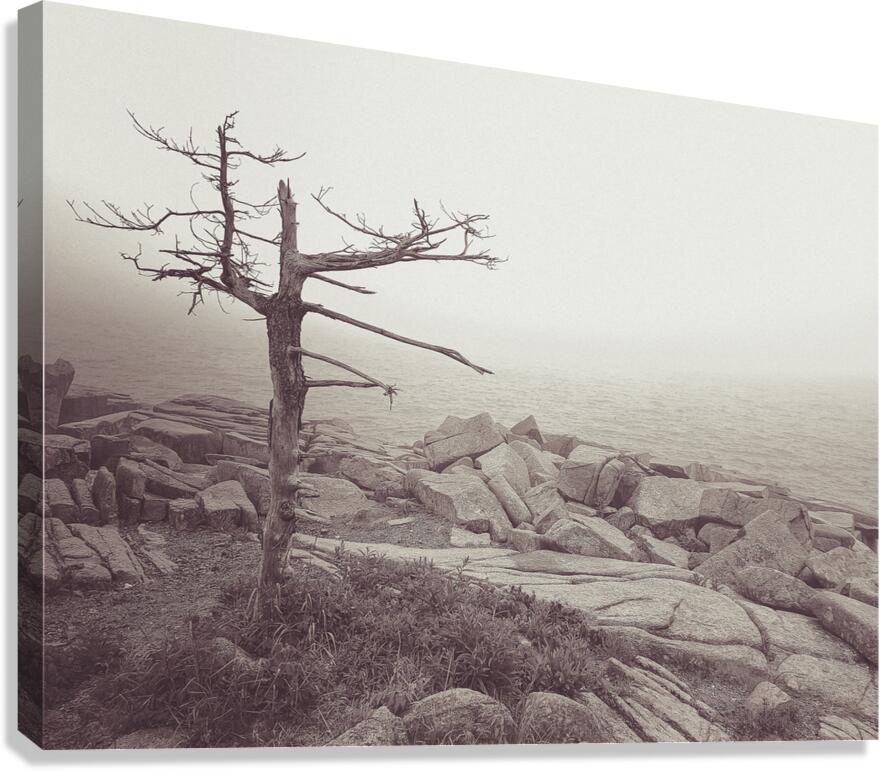 Weathered Canvas Print