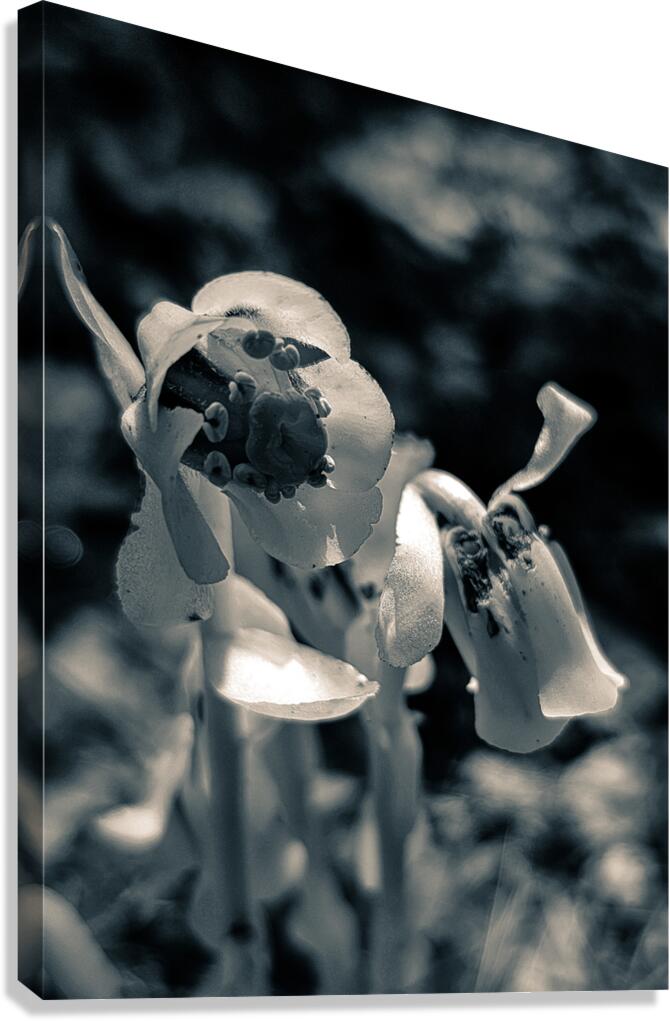 Trumpeter  Canvas Print