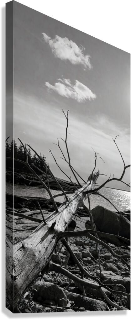Fallen Canvas Print