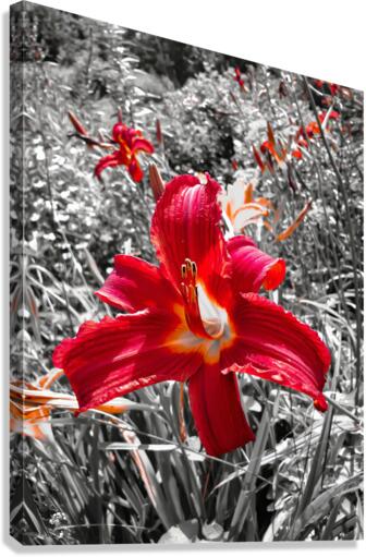 The Bloom Canvas Print