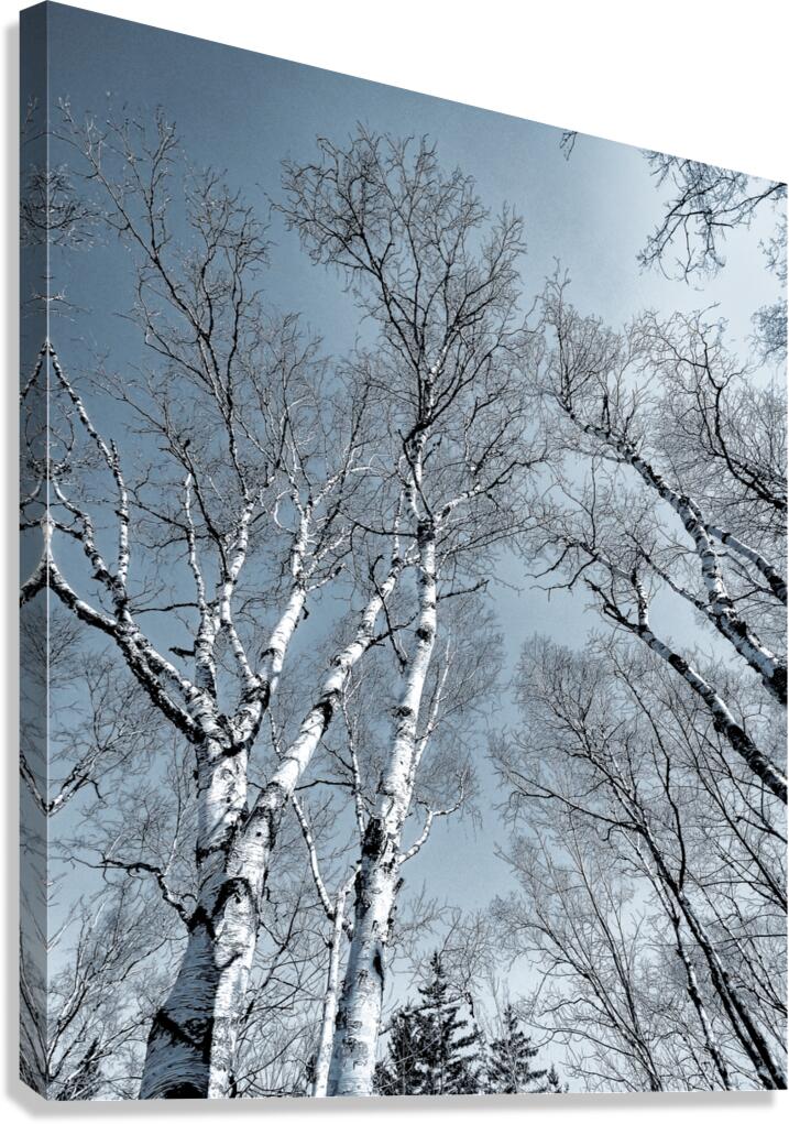 The Birches Canvas Print