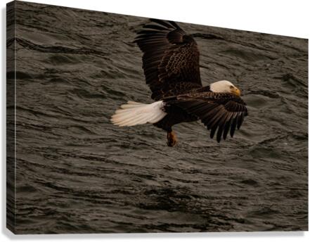 Eagle with his catch  Canvas Print
