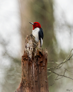 Red Headed Woodpecker Portrait