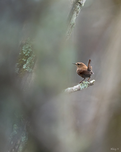 Dreamy Winter Wren
