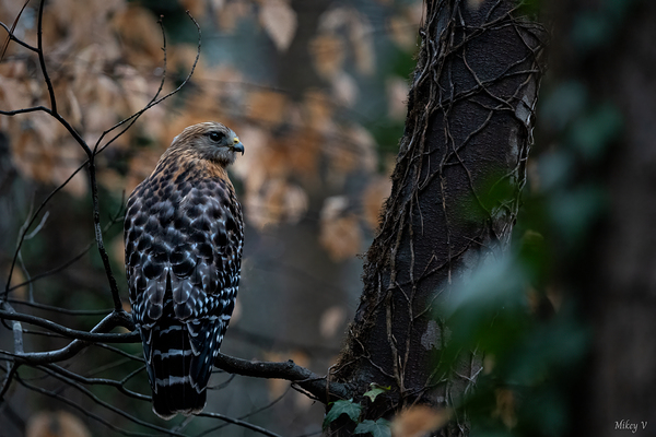 Red Shouldered Hawk  Print