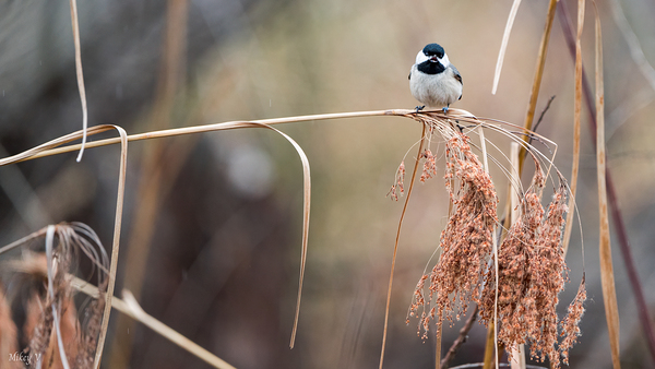 Talking Chickadee by Mikey V Photography