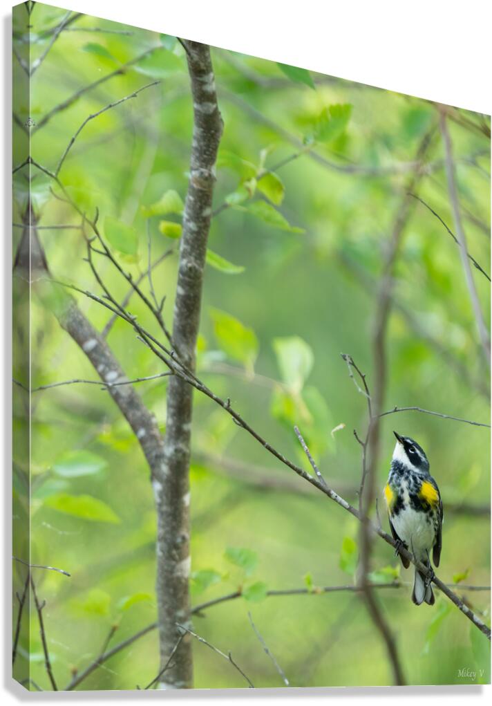 Yellow Rump Canvas Print