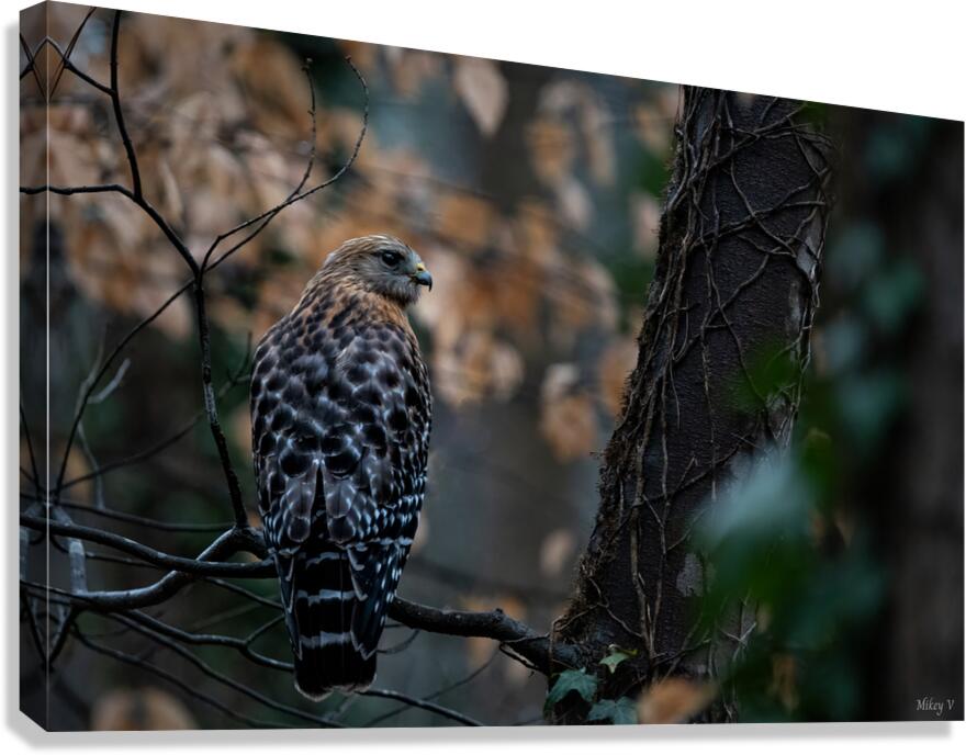 Red Shouldered Hawk  Canvas Print