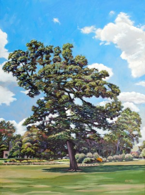 Large Oak Tree in Forest Park