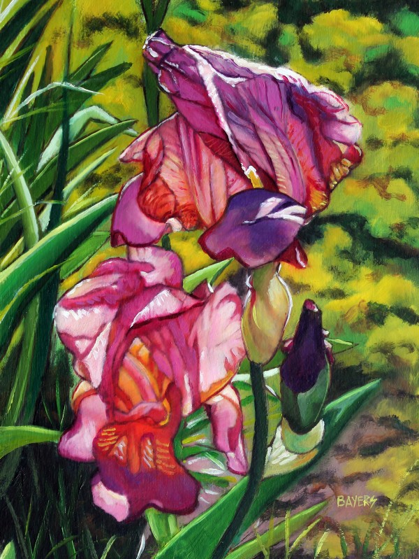 Two Red-Purple Iris Print