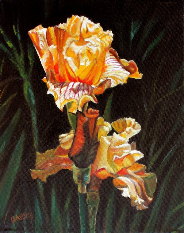 Yellow Iris with Dark Background Print