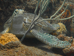 Green Turtle