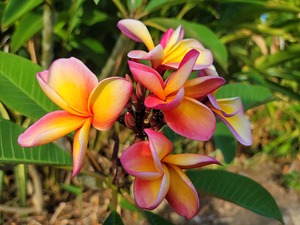 Caribbean Plumeria