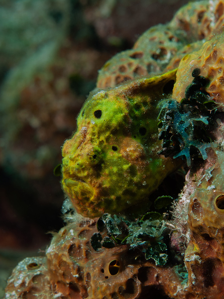 Longlure Frogfish by Davis Photography