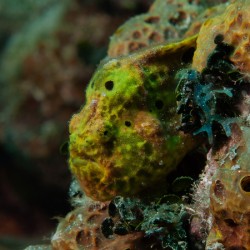 Longlure Frogfish