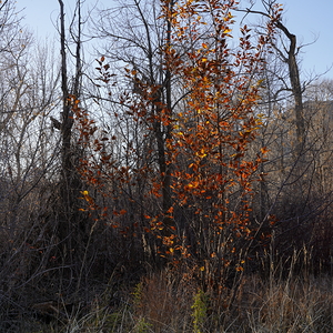 Through the Fading Light