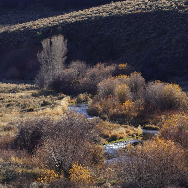 Where the Shadows Wait Print