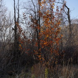 Through the Fading Light