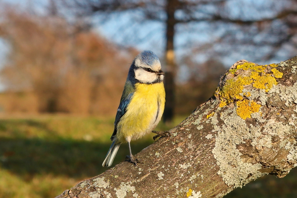 Observant Little Blue Tit by Taina Sohlman