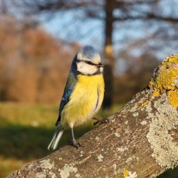 Observant Little Blue Tit