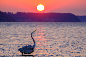 Blue Heron Strutting
