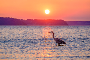 Blue Heron Sunrise