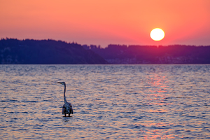 Blue Heron Sunrise 2