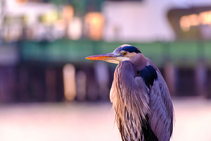 Blue Heron in the Morning