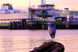 Blue Heron with Kingston Ferry