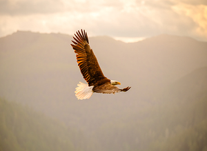 Soaring Eagle at Golden Hour