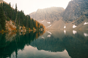 Larches in the Mirror