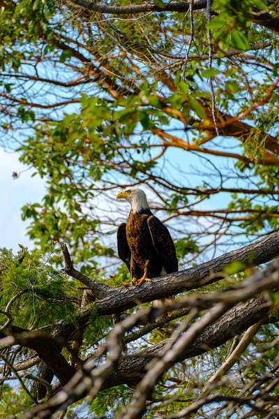Bald Eagle in the Madrone Tree Print