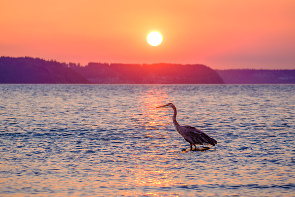 Blue Heron Sunrise Print