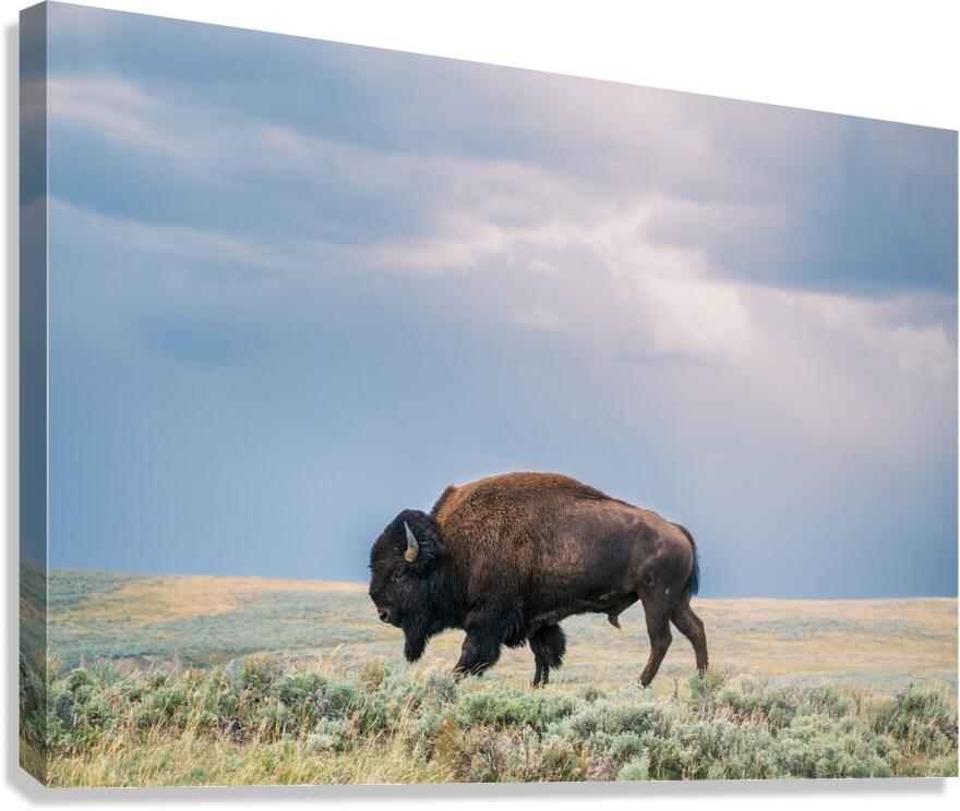 Buffalo Canvas Print