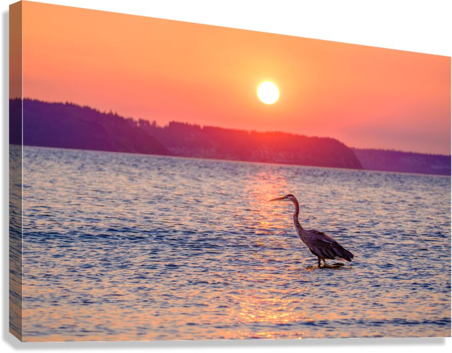 Blue Heron Sunrise Canvas Print